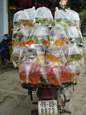 poissons en scoot